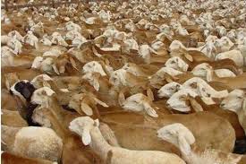 الثروة الحيوانية :الأردن طلبت استيراد 250 ألف رأس من الخراف الحية