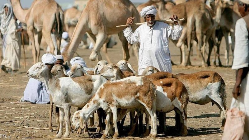 المصدرون يتعهدون بدعم وزارة الثروة الحيوانية للقضاء على أمراض الماشية