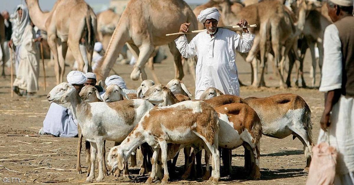 مصدرون سودانيون: قطاع  الماشية يواجه نقص اللقاحات والمناعة