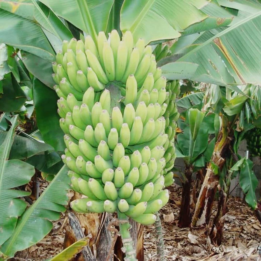 جامعة الجزيرة:اختتام دورة تدريبية حول إنتاج الموز للصادر