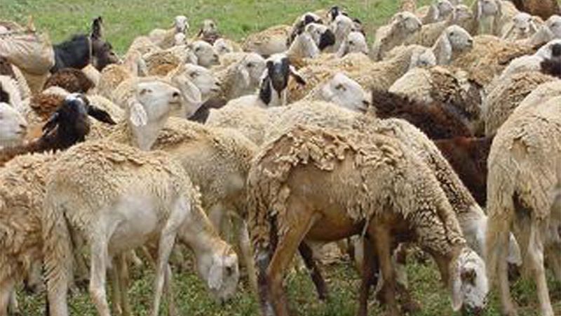 ولاية غرب كردفان تتصدر السودان في تعداد الثروة الحيوانية والصادر