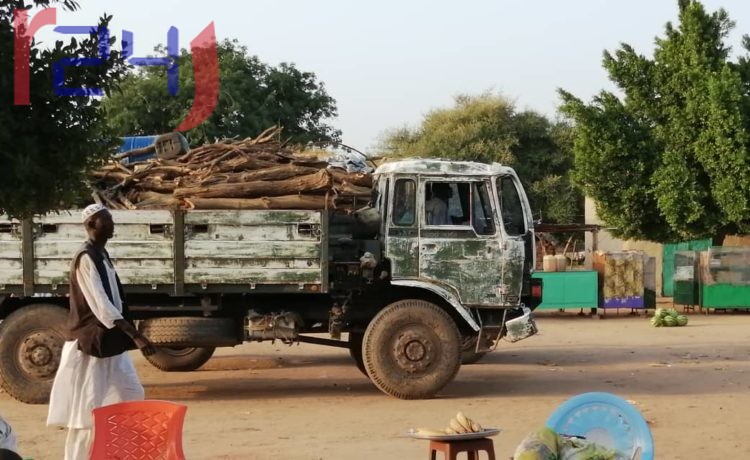 السودان: مطالبة بتدخل الشرطة العسكرية لحماية الغابات من القوات النظامية