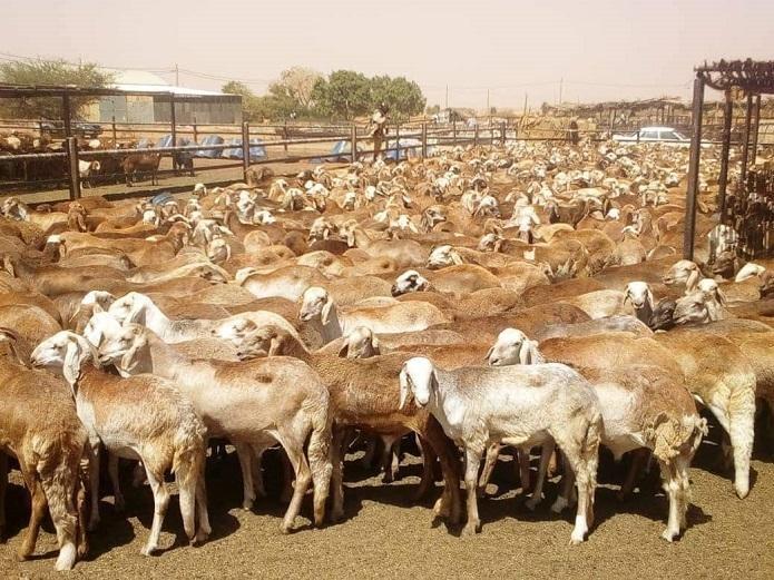 افتتاح سوق الماشية الجديد بولاية النيل الابيض